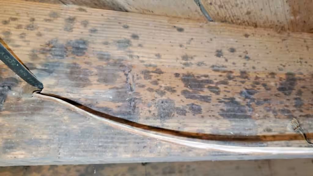 Basement joists showing signs of mold