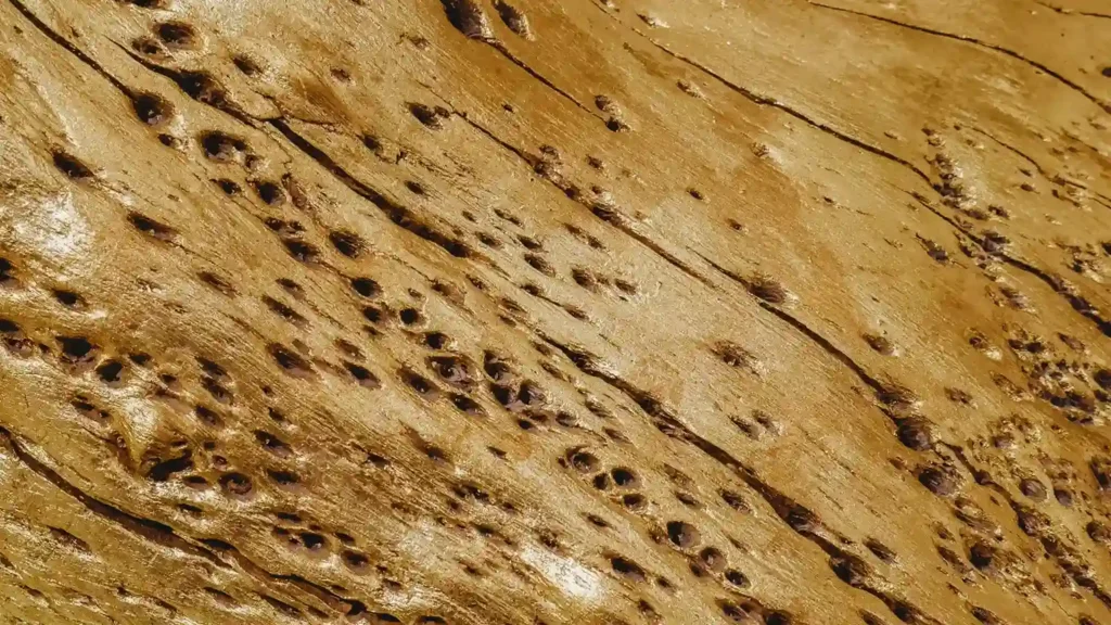 Signs of termite damage on a piece of wood