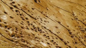 Signs of termite damage on a piece of wood