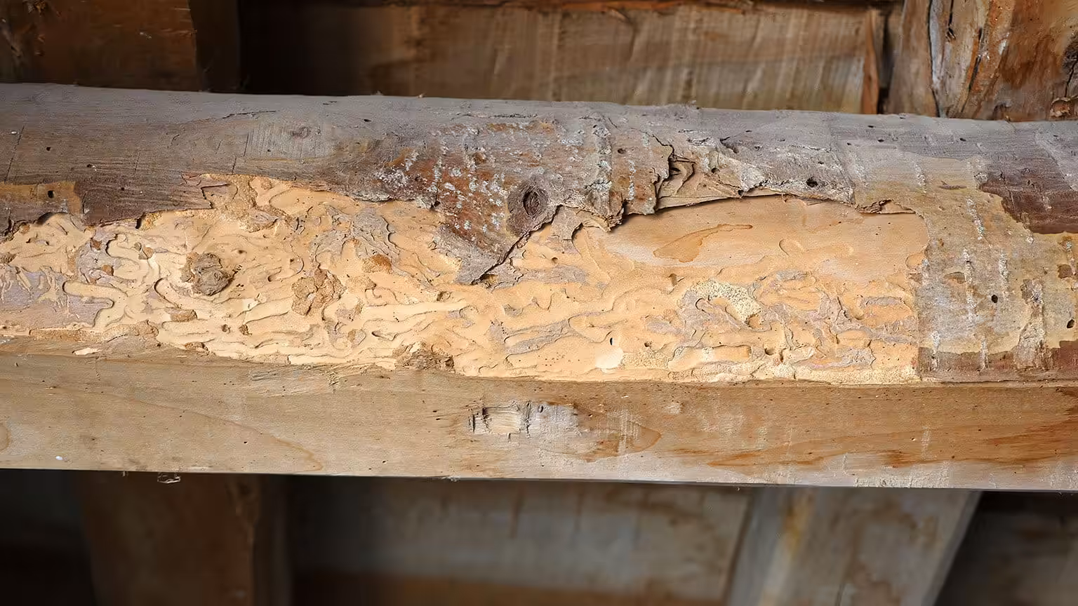 Damage from termites, rodents and other pests